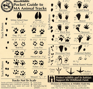 animal-track-guide